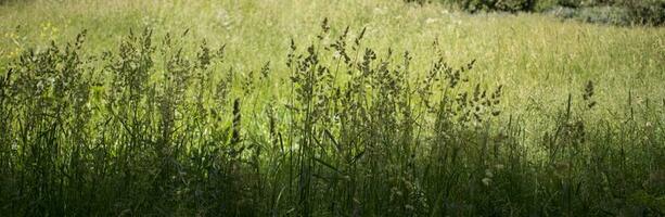 blommande öron av ogräs. naturlig gräsmatta i de ljus Sol foto