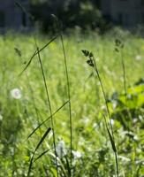 blommande öron av ogräs. naturlig gräsmatta i de ljus Sol foto