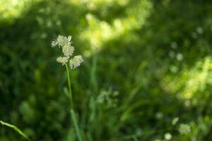 blommande öron av ogräs. naturlig gräsmatta i de ljus Sol foto