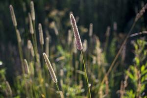 blommor av groblad i tidigt morgon- Sol. foto