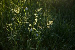 blommande öron av ogräs. naturlig gräsmatta i de ljus Sol foto