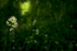 blommande öron av ogräs. naturlig gräsmatta i de ljus Sol foto