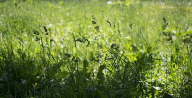 blommande öron av ogräs. naturlig gräsmatta i de ljus Sol foto