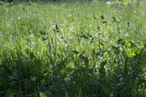 blommande öron av ogräs. naturlig gräsmatta i de ljus Sol foto