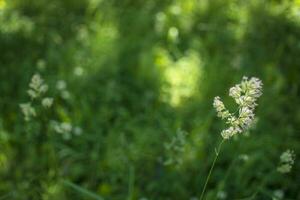 blommande öron av ogräs. naturlig gräsmatta i de ljus Sol foto