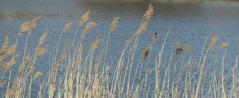 dramatisk soluppgång över de lugna flod i vår med böjd gräs mot Sol. daugava, lettland foto