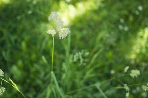 blommande öron av ogräs. naturlig gräsmatta i de ljus Sol foto