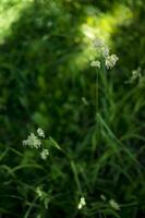 blommande öron av ogräs. naturlig gräsmatta i de ljus Sol foto