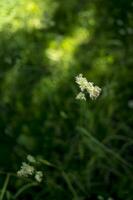 blommande öron av ogräs. naturlig gräsmatta i de ljus Sol foto