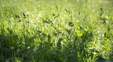 blommande öron av ogräs. naturlig gräsmatta i de ljus Sol foto