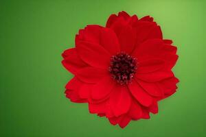 röd kronblad blomma foto