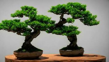 grön bonsai träd på tabell foto