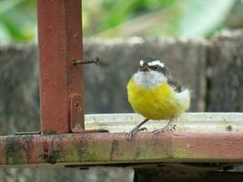 cambacica nome cientifico coereba flaveola Bananaquit foto