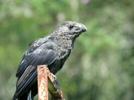 anu preto - nome cientifico crotophaga ani slätnäbbad ani foto