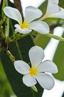 vit frangipani blommor i de trädgård foto