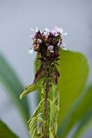 thai basilika blomma foto