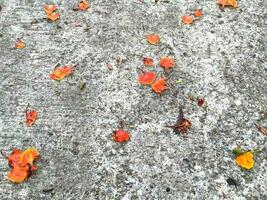 orange blommor på de betong golv foto