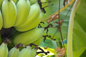 bananträd i trädgården foto
