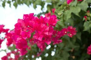 fuengfah blommor rosa Färg foto