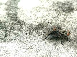 två flugor parning på svart silhuett vit bakgrund foto
