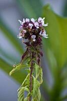 thai basilika blomma foto