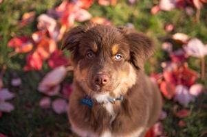 närbild porträtt av brun aussie herdehund med blå och gröna ögon foto