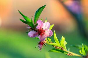 skön blommande av aprikos frukt träd med droppar foto