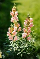 blek rosa antirrhinum blommor växa i de trädgård i sommar foto