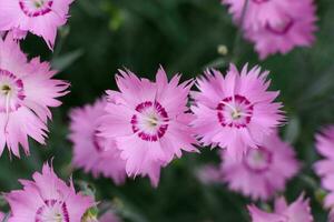 rosa fjäderlätt nejlika växer i de trädgård i sommar foto