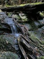 stor kanjon promenad katoomba nsw foto