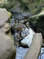 stor kanjon promenad katoomba nsw foto