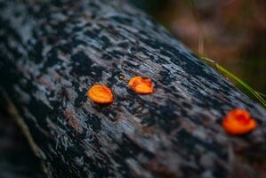 orange svamp växande på trä foto