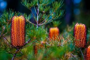 banksia Australien inföding blomma foto