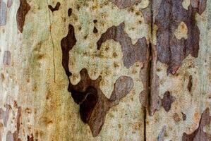 stänga upp textur av eukalyptus träd foto