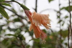 en trevlig blomma i en gurden ai genererad foto