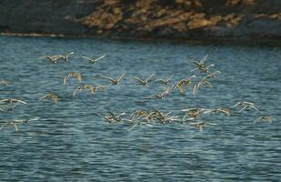 en flock av vit fåglar flygande över en kropp av vatten foto