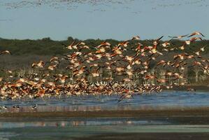 en flock av flamingos ta av från de vatten foto