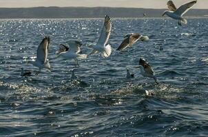 en flock av fåglar flygande över de vatten foto