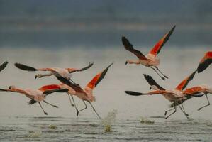 en flock av flamingos flygande över en kropp av vatten foto