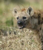 en hyena äter en fågel i de gräs foto