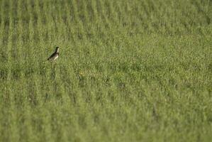 en fågel är stående i en fält av lång gräs foto