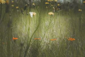 en fält av gräs och blommor med fjärilar foto