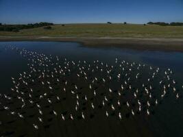 en flock av flamingos i en sjö foto