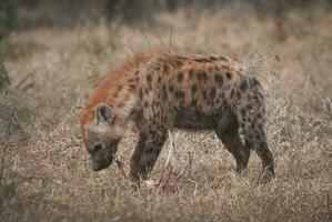 hyena äter ett djur- foto