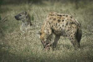 hyena äter ett djur- foto