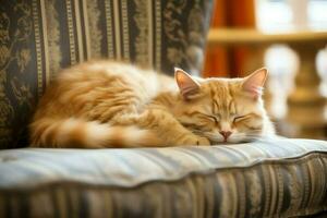 söt katt sovande eller vilar på de soffa på Hem. lat katt sovande på de soffa. katt dag begrepp förbi ai genererad foto