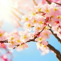 fri vår blommor vackert blomstrande träd gren japansk körsbär sakura och Sol med en naturlig färgad bakgrund. ai generationer foto