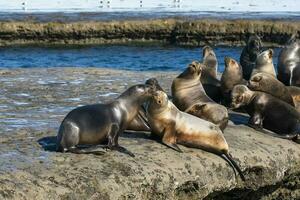 tätningar i patagonien foto