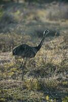 större Rhea fågel i pampas, argentina foto