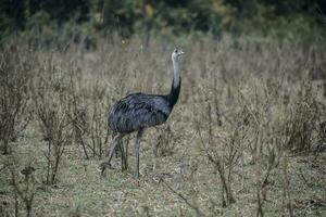 större Rhea fågel i pampas, argentina foto